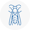 New Romney Wasp Nest Removal